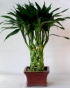 24 Cane Prosperity Bamboo.png